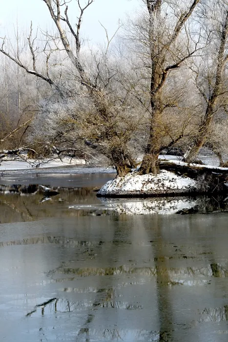 Gerahmter Druck : Winter am Altrhein Gerahmter Druck : Winter am Altrhein