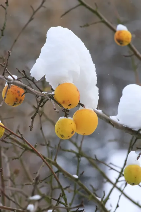 Gerahmter Druck : Winter, Apfelbaum, Deutschland Gerahmter Druck : Winter, Apfelbaum, Deutschland