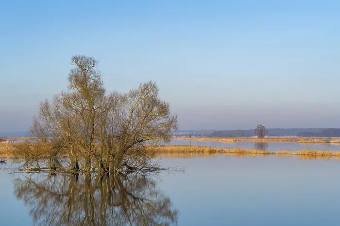 Gerahmter Druck : Winterhochwasser, Bäume und überschwemmte Weiden in den Überschwemmungsgebieten entlang des Flusses Oder. Gerahmter Druck : Winterhochwasser, Bäume und überschwemmte Weiden in den Überschwemmungsgebieten entlang des Flusses Oder.