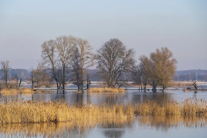 Gerahmter Druck : Winterhochwasser, Bäume und überschwemmte Weiden in den Überschwemmungsgebieten entlang des Flusses Oder. Gerahmter Druck : Winterhochwasser, Bäume und überschwemmte Weiden in den Überschwemmungsgebieten entlang des Flusses Oder.