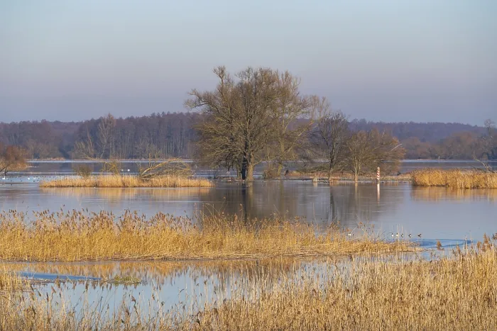 Gerahmter Druck : Winterhochwasser, Bäume und überschwemmte Weiden in den Überschwemmungsbereichen entlang des Flusses Oder. Gerahmter Druck : Winterhochwasser, Bäume und überschwemmte Weiden in den Überschwemmungsbereichen entlang des Flusses Oder.