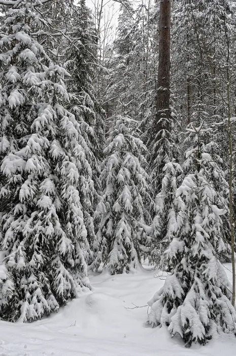 Gerahmter Druck : Winterwaldlandschaft Gerahmter Druck : Winterwaldlandschaft