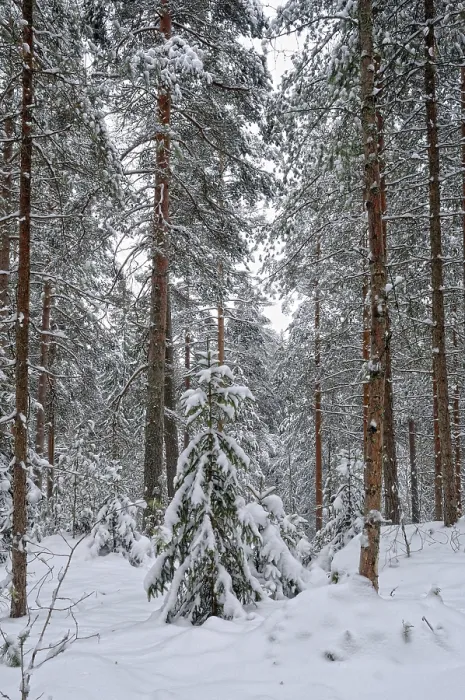 Gerahmter Druck : Winterwaldlandschaft Gerahmter Druck : Winterwaldlandschaft