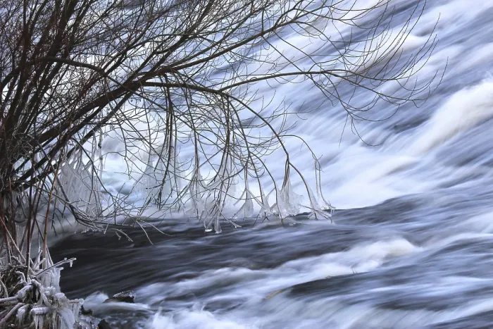 Gerahmter Druck : Winter, Eis auf einem Busch in einem Bach. Gerahmter Druck : Winter, Eis auf einem Busch in einem Bach.