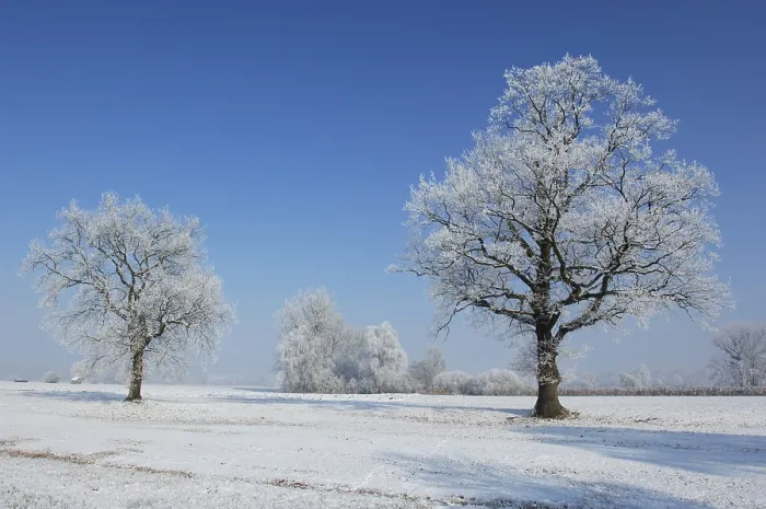 Gerahmter Druck : Winterlandschaft Gerahmter Druck : Winterlandschaft