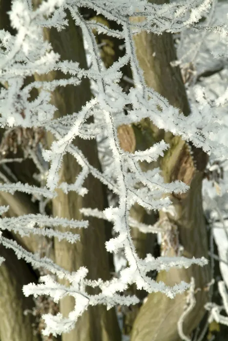 Gerahmter Druck : Winterlandschaft