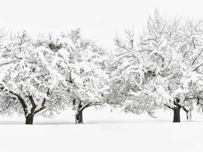 Gerahmter Druck : Winterlandschaft, tiefer Schnee Obstbäume Gerahmter Druck : Winterlandschaft, tiefer Schnee Obstbäume