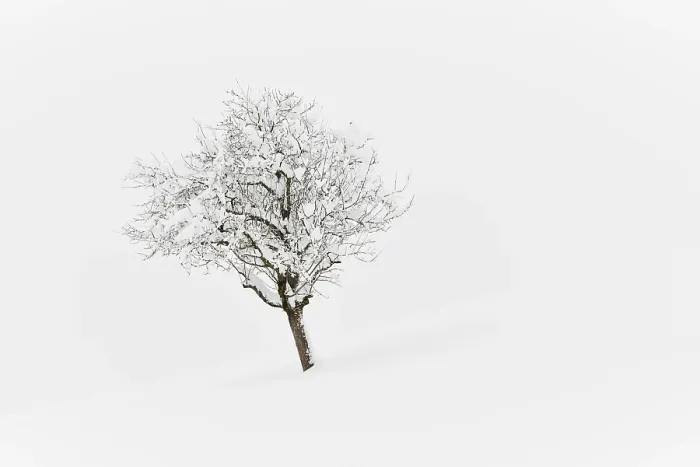 Gerahmter Druck : Winterlandschaft, tief verschneites Baum. Gerahmter Druck : Winterlandschaft, tief verschneites Baum.