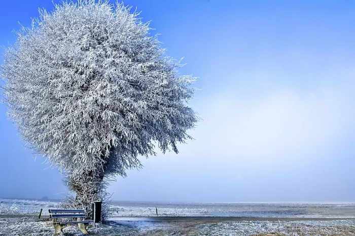 Gerahmter Druck : Winterlandschaft ein einzelner weißer Baum unter Eis.