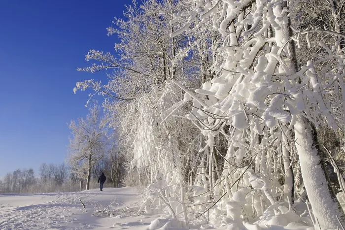 Gerahmter Druck : Winterlandschaft, Schnee, Bäume, Pfad. Gerahmter Druck : Winterlandschaft, Schnee, Bäume, Pfad.