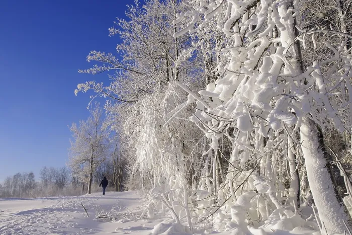 Gerahmter Druck : Winterlandschaft, Schnee, Bäume, Pfad. Gerahmter Druck : Winterlandschaft, Schnee, Bäume, Pfad.