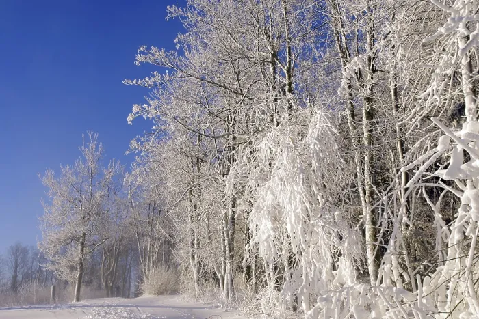 Gerahmter Druck : Winterlandschaft, Schnee, Bäume, Pfad. Gerahmter Druck : Winterlandschaft, Schnee, Bäume, Pfad.
