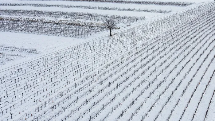 Gerahmter Druck : Winterlandschaft mit Weinbergen und Feldern. Gerahmter Druck : Winterlandschaft mit Weinbergen und Feldern.