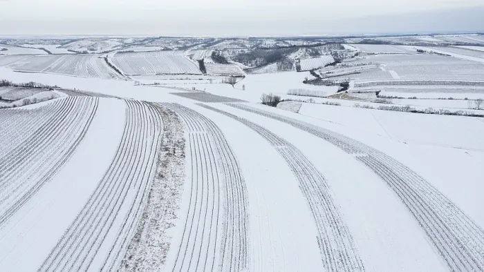 Gerahmter Druck : Winterlandschaft mit Weinbergen und Feldern. Gerahmter Druck : Winterlandschaft mit Weinbergen und Feldern.