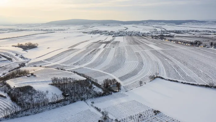 Gerahmter Druck : Winterlandschaft mit Weinbergen und Feldern. Gerahmter Druck : Winterlandschaft mit Weinbergen und Feldern.