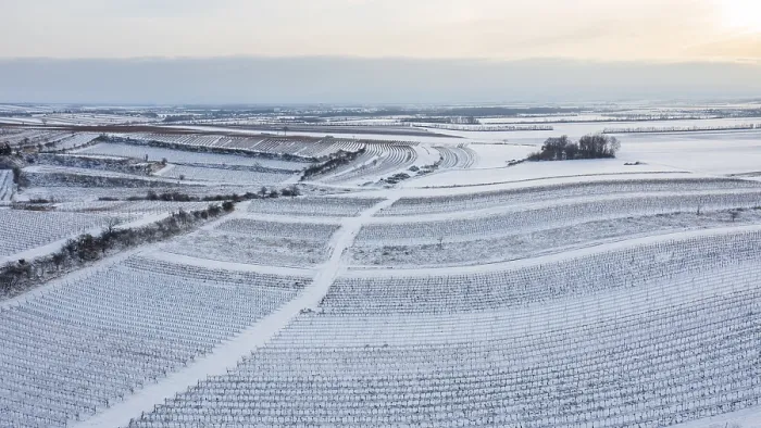 Gerahmter Druck : Winterlandschaft mit Weinbergen und Feldern. Gerahmter Druck : Winterlandschaft mit Weinbergen und Feldern.
