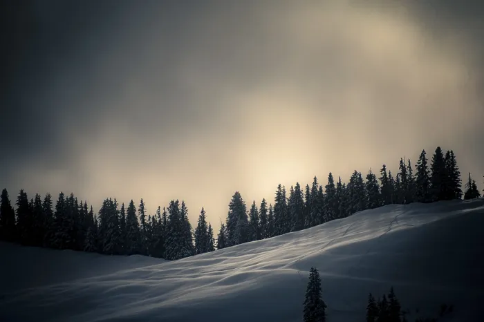 Gerahmter Druck : Winterlicher Bergwald im Hintergrundlicht. Gerahmter Druck : Winterlicher Bergwald im Hintergrundlicht.