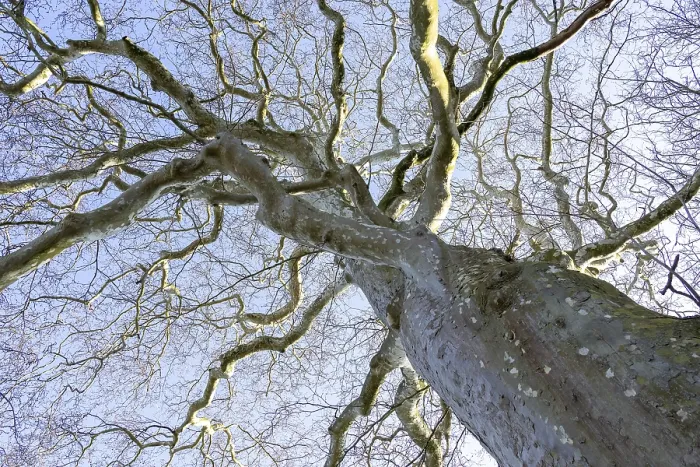 Gerahmter Druck : Winter-Eichen-Platane (Platanus), Gouda Gerahmter Druck : Winter-Eichen-Platane (Platanus), Gouda