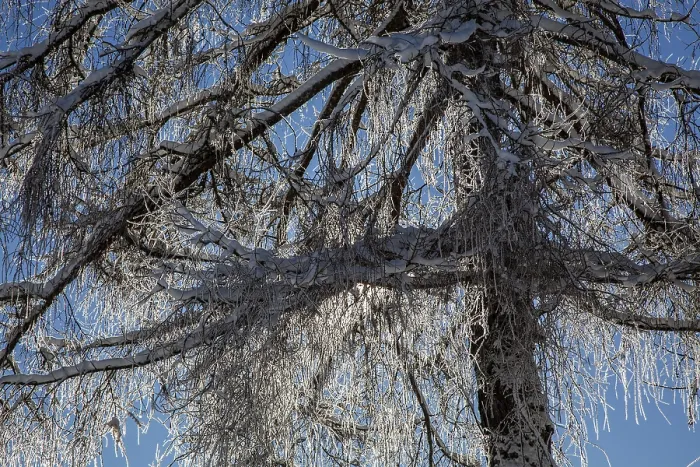 Gerahmter Druck : Winter, schneebedeckter Baum im Hintergrundlicht. Gerahmter Druck : Winter, schneebedeckter Baum im Hintergrundlicht.
