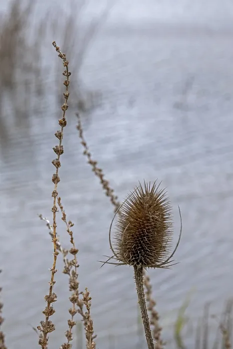 Gerahmter Druck : Winter-Teufelskralle (Dipsacus), Teich. Gerahmter Druck : Winter-Teufelskralle (Dipsacus), Teich.