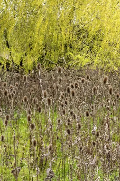 Gerahmter Druck : Winter-Teufelsbeere (Dipsacus) am Ufer eines Flusses, Stratford-upon-Avon, England Gerahmter Druck : Winter-Teufelsbeere (Dipsacus) am Ufer eines Flusses, Stratford-upon-Avon, England