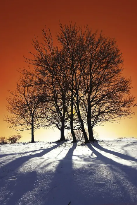 Gerahmter Druck : Winterabend Gerahmter Druck : Winterabend
