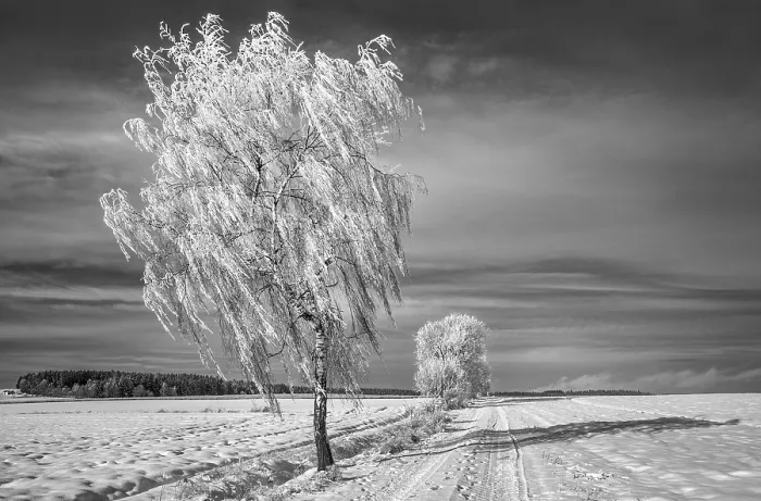 Gerahmter Druck : Winterb Gerahmter Druck : Winterb