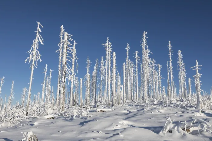 Gerahmter Druck : Winterlandschaft Gerahmter Druck : Winterlandschaft