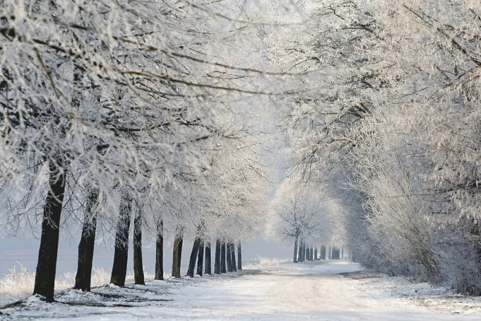 Gerahmter Druck : WinterTag Gerahmter Druck : WinterTag