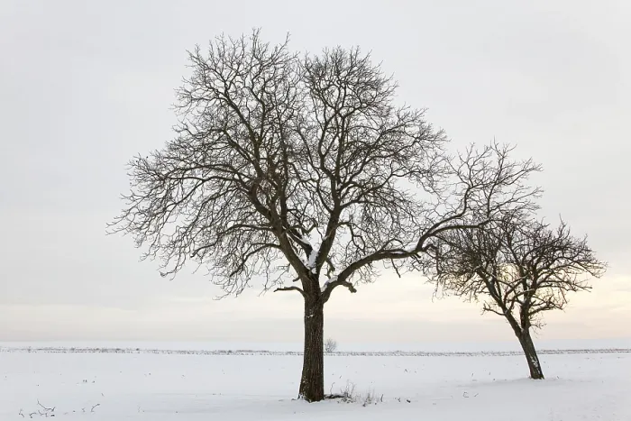 Gerahmter Druck : WinterTag Gerahmter Druck : WinterTag