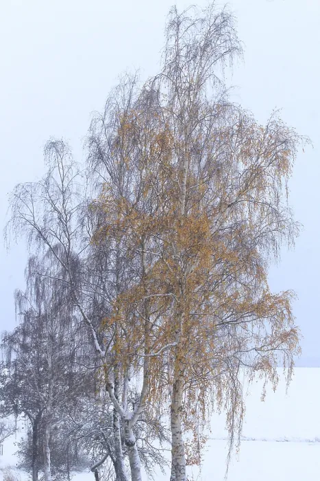 Gerahmter Druck : Winterzeit, Birkenbäume, Deutschland. Gerahmter Druck : Winterzeit, Birkenbäume, Deutschland.