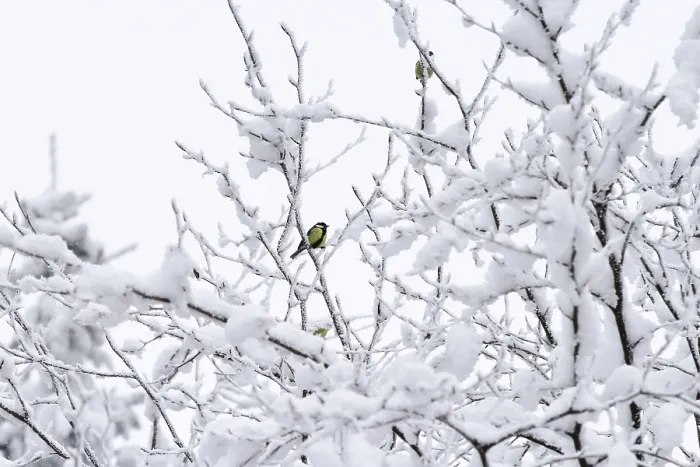 Gerahmter Druck : Winterzeit, Deutschland Gerahmter Druck : Winterzeit, Deutschland