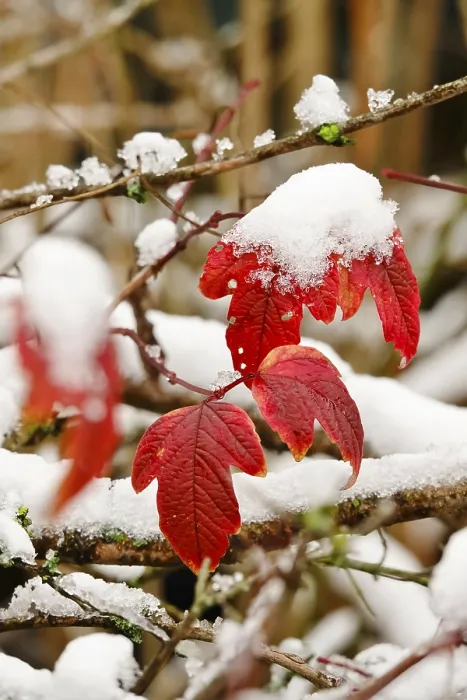 Gerahmter Druck : Wintersonnenzeit, Blatt mit Schnee, Deutschland Gerahmter Druck : Wintersonnenzeit, Blatt mit Schnee, Deutschland