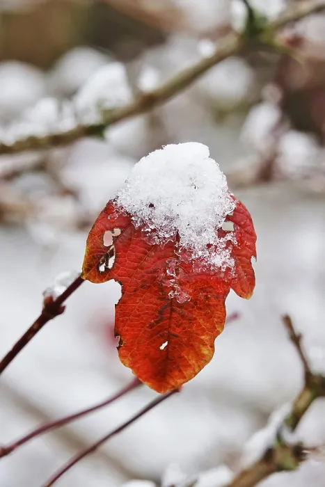 Gerahmter Druck : Winterzeit, Blatt mit Schnee, Deutschland. Gerahmter Druck : Winterzeit, Blatt mit Schnee, Deutschland.