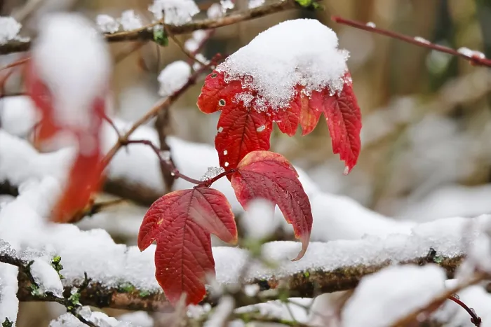 Gerahmter Druck : Wintertime, Blatt mit Schnee, Deutschland. Gerahmter Druck : Wintertime, Blatt mit Schnee, Deutschland.