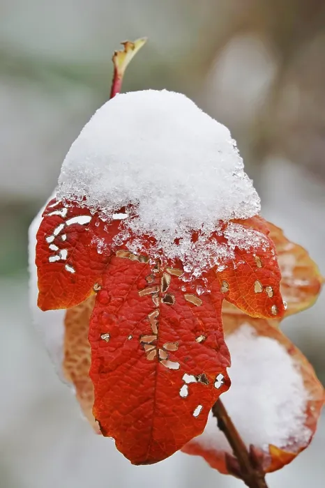 Gerahmter Druck : Winterzeit, Blatt mit Schnee, Deutschland. Gerahmter Druck : Winterzeit, Blatt mit Schnee, Deutschland.