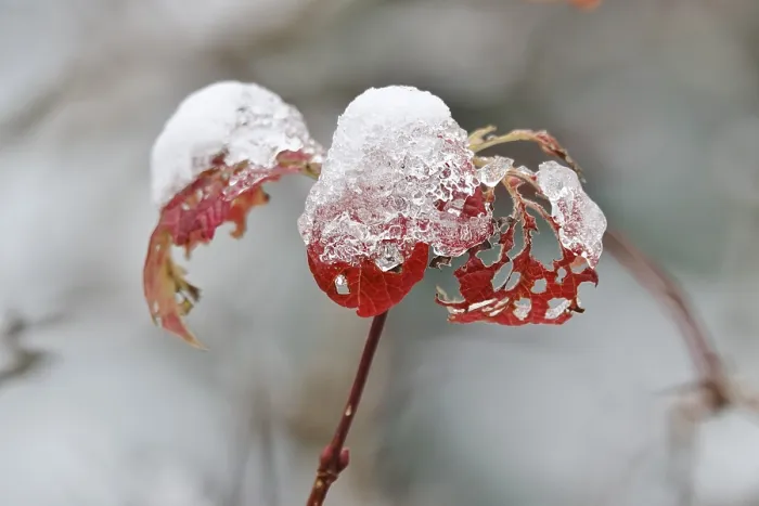 Gerahmter Druck : Winterzeit, Blatt mit Schnee, Deutschland. Gerahmter Druck : Winterzeit, Blatt mit Schnee, Deutschland.