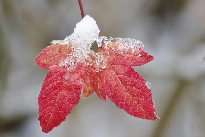 Gerahmter Druck : Wintertime, Blatt mit Schnee, Deutschland. Gerahmter Druck : Wintertime, Blatt mit Schnee, Deutschland.