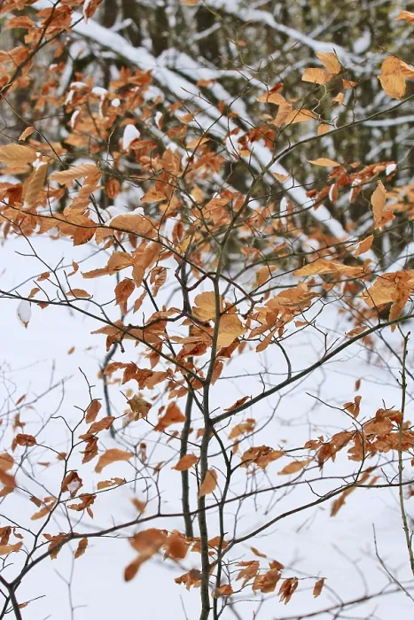 Gerahmter Druck : Wintertime, kleiner Buchenbaum, Deutschland. Gerahmter Druck : Wintertime, kleiner Buchenbaum, Deutschland.