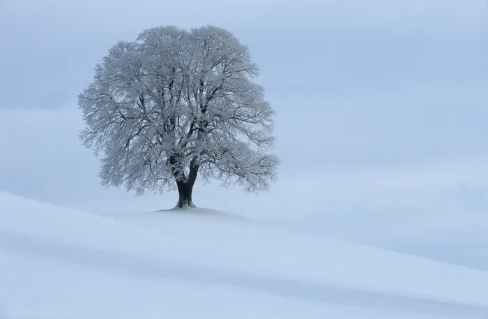 Gerahmter Druck : Winterlicher Lindebaum Gerahmter Druck : Winterlicher Lindebaum