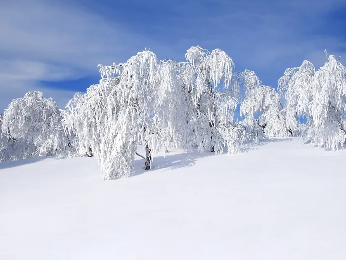 Gerahmter Druck : Winterlandschaft mit schneebedeckten Bäumen. Gerahmter Druck : Winterlandschaft mit schneebedeckten Bäumen.