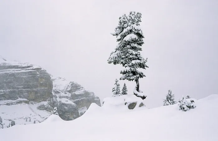 Gerahmter Druck : Winterbäume in den Dolomitenbergen. Gerahmter Druck : Winterbäume in den Dolomitenbergen.
