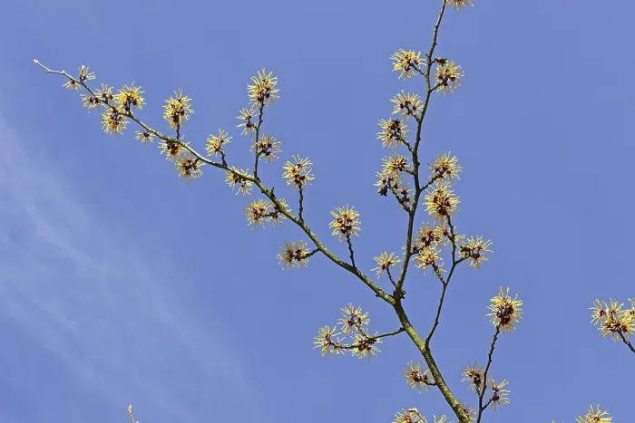 Gerahmter Druck : Weihrauch-Busch (Hamamelis), Deutschland Gerahmter Druck : Weihrauch-Busch (Hamamelis), Deutschland