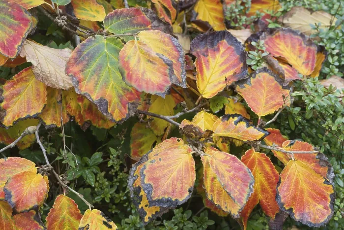 Gerahmter Druck : Herbstlaub von Hamamelis intermedia Diane in Hannover, Niedersachsen, Deutschland Gerahmter Druck : Herbstlaub von Hamamelis intermedia Diane in Hannover, Niedersachsen, Deutschland