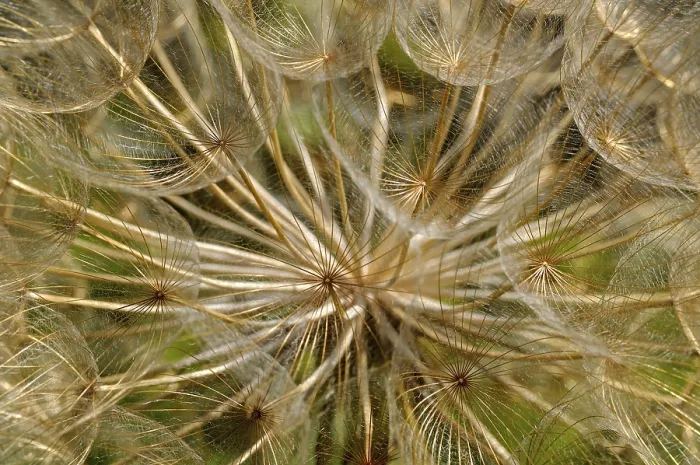 Gerahmter Druck : Verwelkte Apiaceae (Apiaceae spec.)