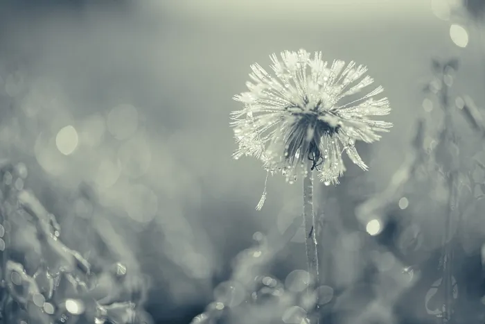 Gerahmter Druck : Verwelkter Dandelion (Taraxacum sect) Gerahmter Druck : Verwelkter Dandelion (Taraxacum sect)