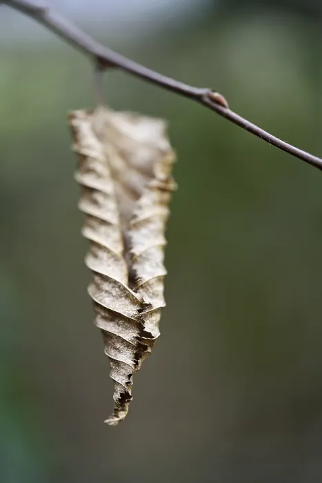 Gerahmter Druck : Verwelkter Blatt. Gerahmter Druck : Verwelkter Blatt.