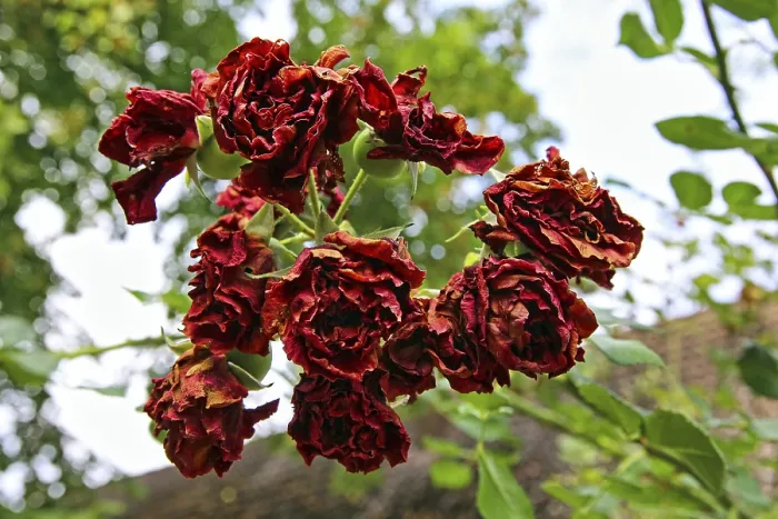 Gerahmter Druck : Verwelkte Rosenblätter Gerahmter Druck : Verwelkte Rosenblätter