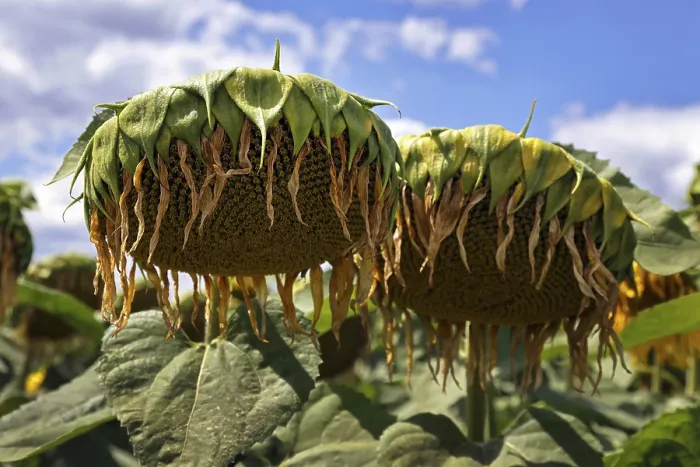 Gerahmter Druck : Verwelkte Sonnenblumen. Gerahmter Druck : Verwelkte Sonnenblumen.