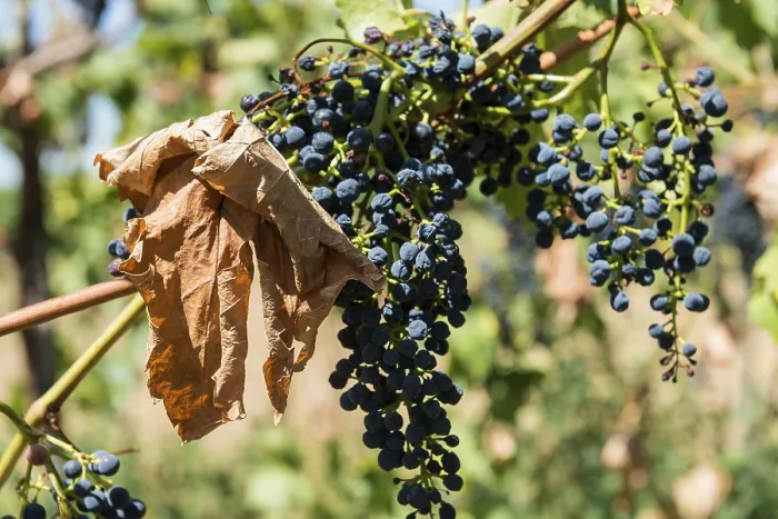 Gerahmter Druck : Verwelkte Reben im Weinberg. Gerahmter Druck : Verwelkte Reben im Weinberg.